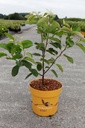Amelanchier 'Saskatoon® Berry' cont. 4,5L 40-50 cm +B