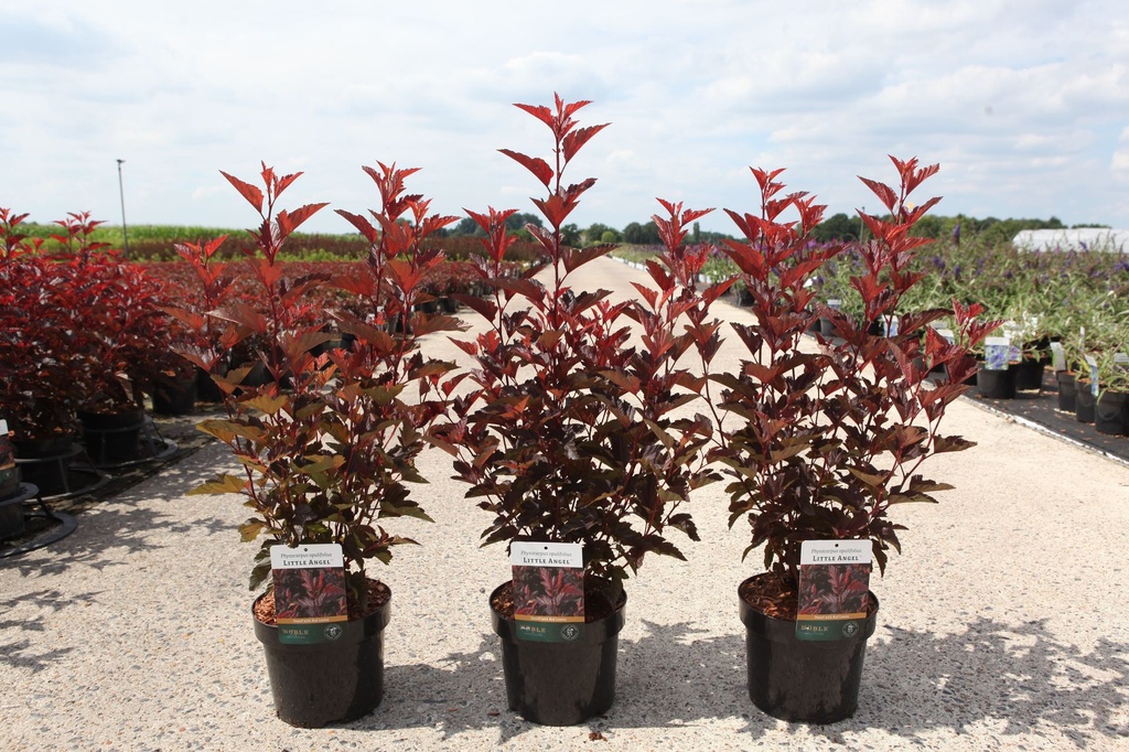 [P] Physocarpus opulifolius LITTLE ANGEL (PBR) cont. 3,6L 40-50 cm +f