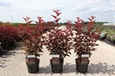 Physocarpus opulifolius LITTLE ANGEL (PBR) cont. 3,6L 40-50 cm +p