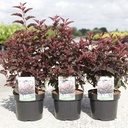 Physocarpus opulifolius LITTLE ANGEL (PBR) cont. 3,6L 40-50 cm +p