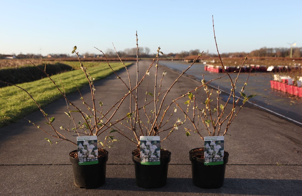 Lonicera purpusii 'Winter Beauty' cont. 3,6L 40-50 cm +f