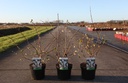 Lonicera purpusii 'Winter Beauty' cont. 3,6L 40-50 cm +p