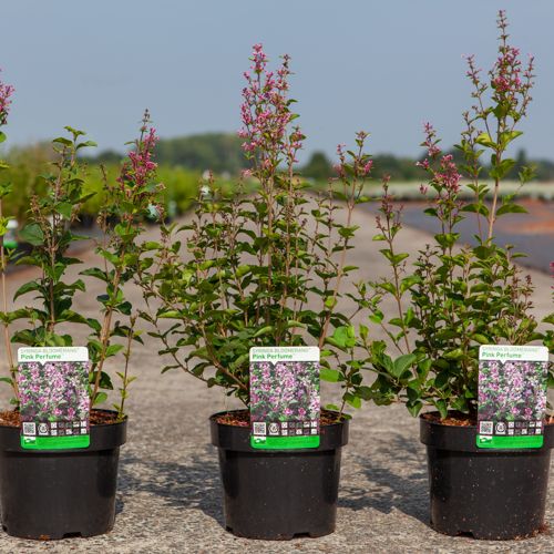 [P] Syringa Bloomerang® 'Pink Perfume' (PBR) cont. 3,6L 30-40 cm +ф