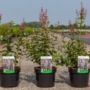 Syringa Bloomerang® 'Pink Perfume' (PBR) cont. 3,6L 30-40 cm +ф