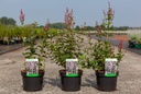 Syringa Bloomerang® 'Pink Perfume' (PBR) cont. 3,6L 30-40 cm +p