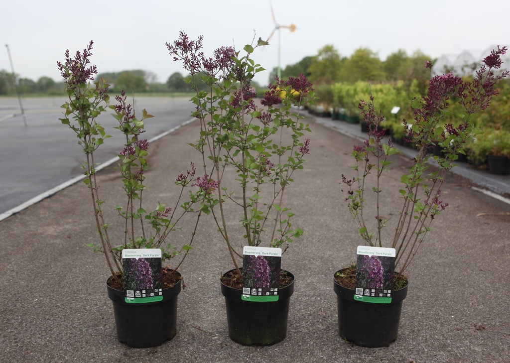 Syringa Proven Winners® BLOOMERANG DARK PURPLE (PBR) cont. 3,6L 30-40 cm +B