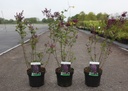 Syringa Proven Winners® BLOOMERANG DARK PURPLE (PBR) cont. 3,6L 30-40 cm +B