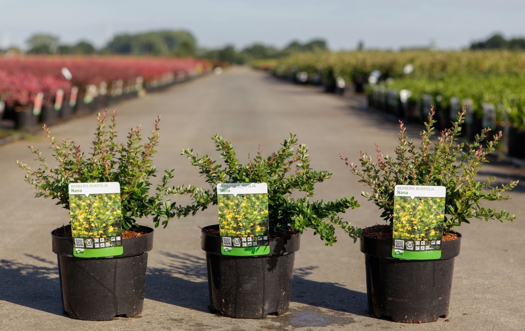 Berberis buxifolia 'Nana' cont. 3,6L 25-30 cm +B