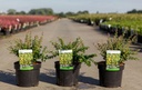 Berberis buxifolia 'Nana' cont. 3,6L 25-30 cm +B