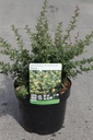 Berberis buxifolia 'Nana' cont. 3,6L 25-30 cm +p