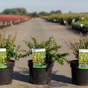 Berberis buxifolia 'Nana' cont. 3,6L 25-30 cm +p