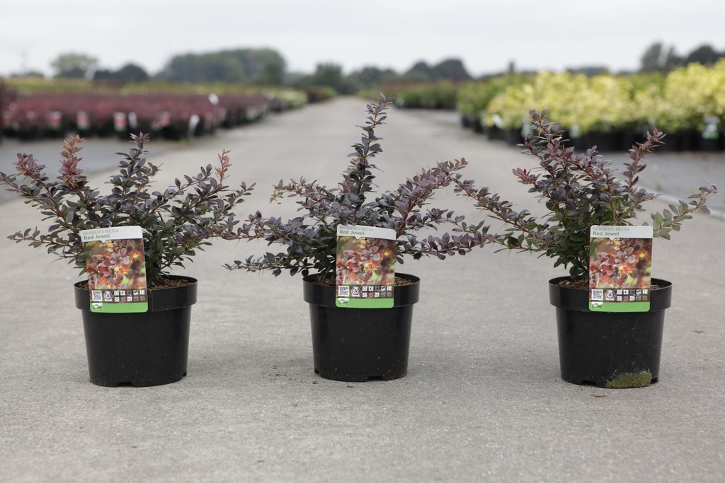 Berberis media 'Red Jewel' cont. 3,6L 30/+ cm +p
