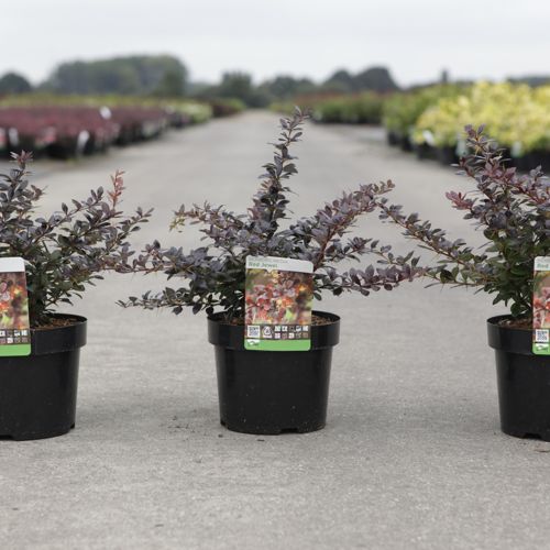 Berberis media 'Red Jewel' cont. 3,6L 30/+ cm +p