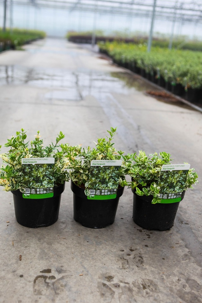 [P] Berberis thunbergii 'Harlequin' cont. 3,6L 30-40 cm +p