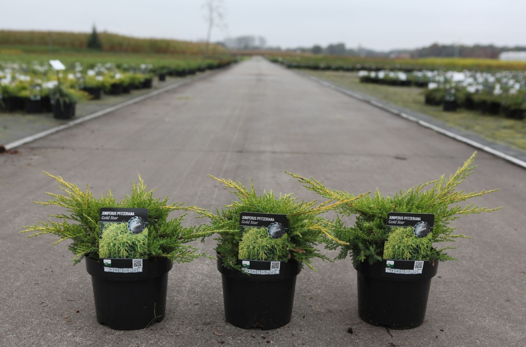 [P] Juniperus pfitzeriana 'Gold Star' cont. 3L 25-30 cm +p