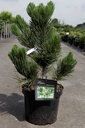 Pinus heldreichii 'Satellit' cont. 7,5L 40-50 cm