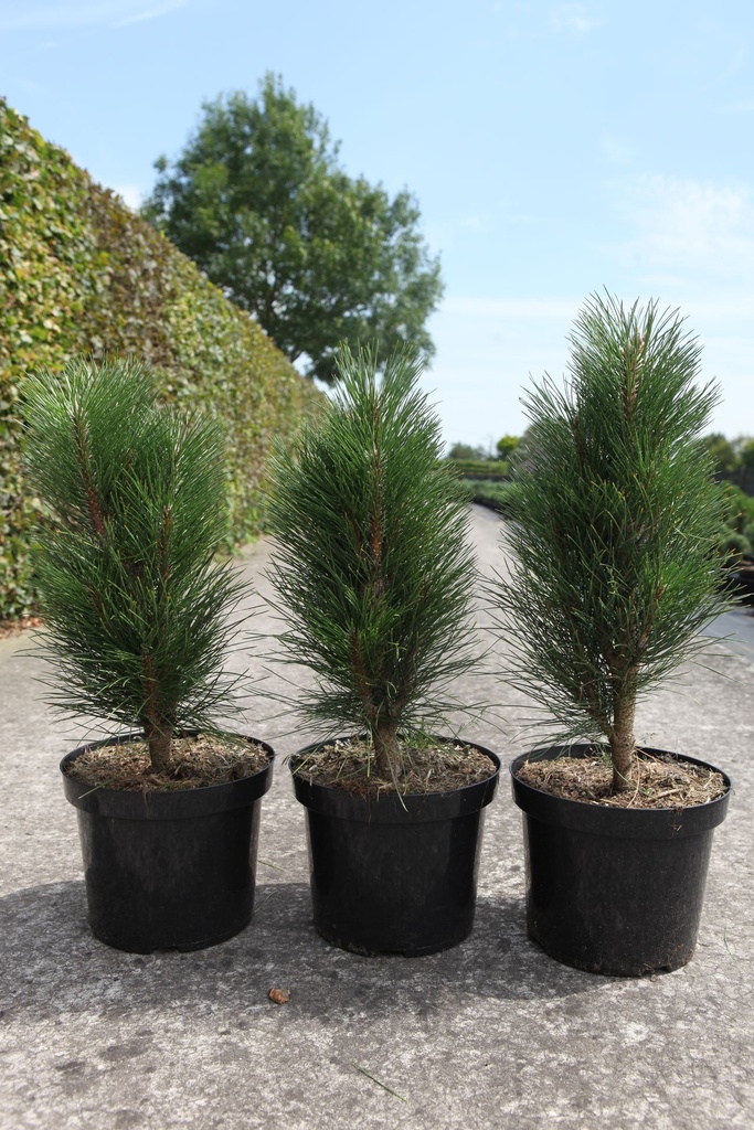 Pinus nigra 'Green Tower' cont. 7,5L 40/+ cm
