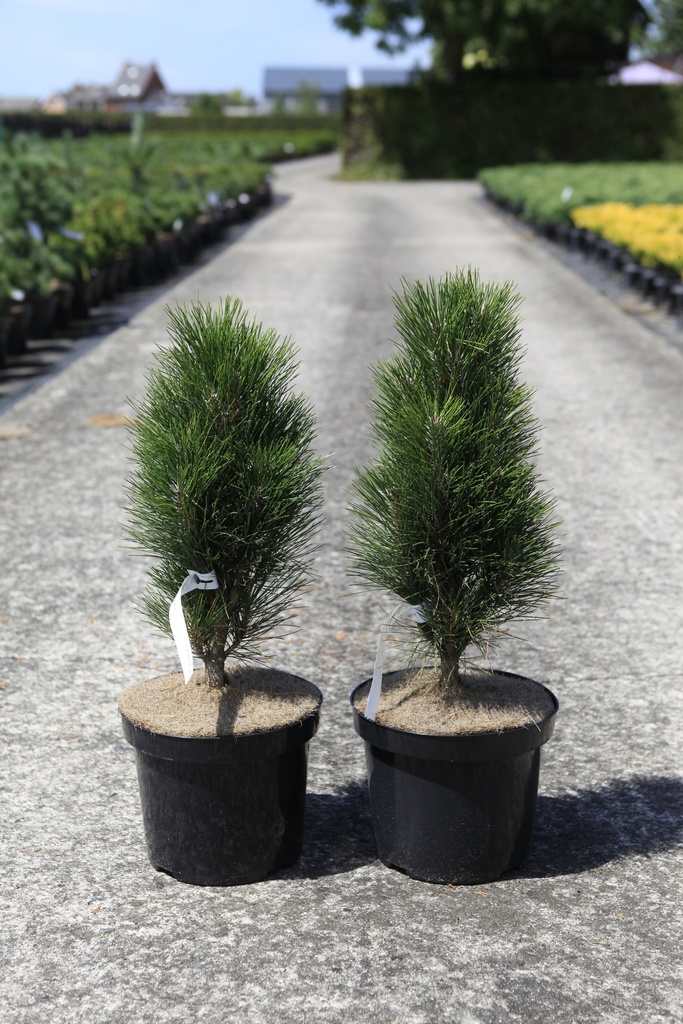 Pinus nigra 'Green Tower' cont. 7,5L 40/+ cm