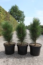 Pinus nigra 'Green Tower' cont. 7,5L 40/+ cm