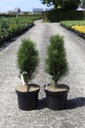 Pinus nigra 'Green Tower' cont. 7,5L 40/+ cm
