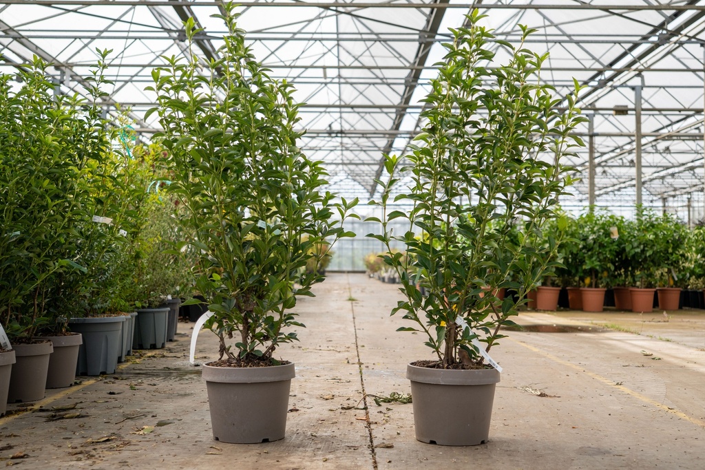 [EUGAZURA] Eucalyptus gunnii AZURA (PBR) cont. 15L 100-125 cm