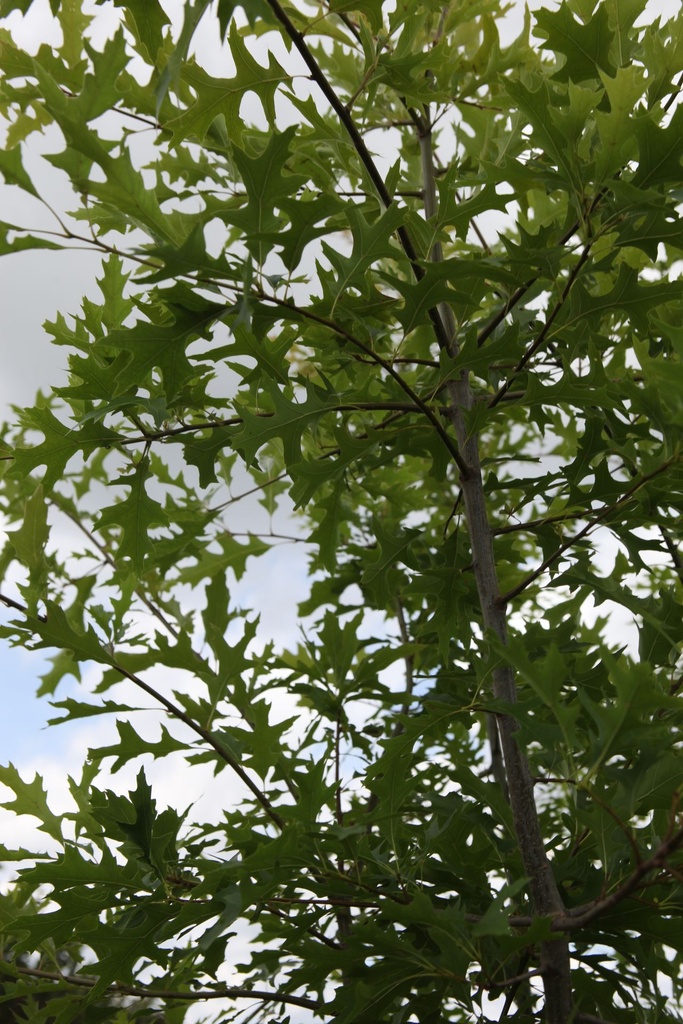 [QUPALUST] Quercus palustris cont. 35L hoogstam 10-12