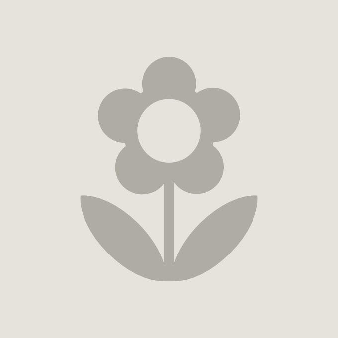 Hydrangea paniculata BOBO NOBLE® (PBR) cont. 10L deco 50-60 cm +p